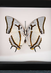 Framed Shan Nawab Butterfly
