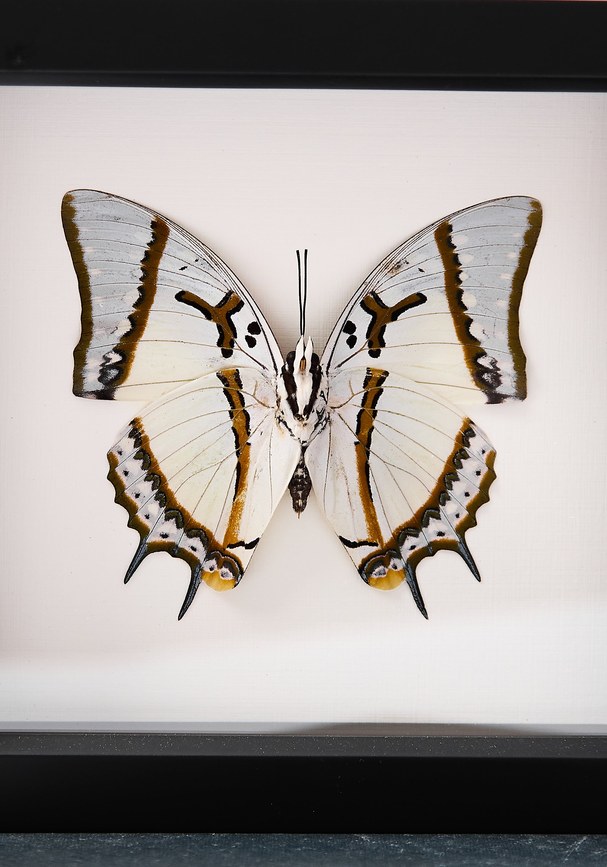 Framed Shan Nawab Butterfly