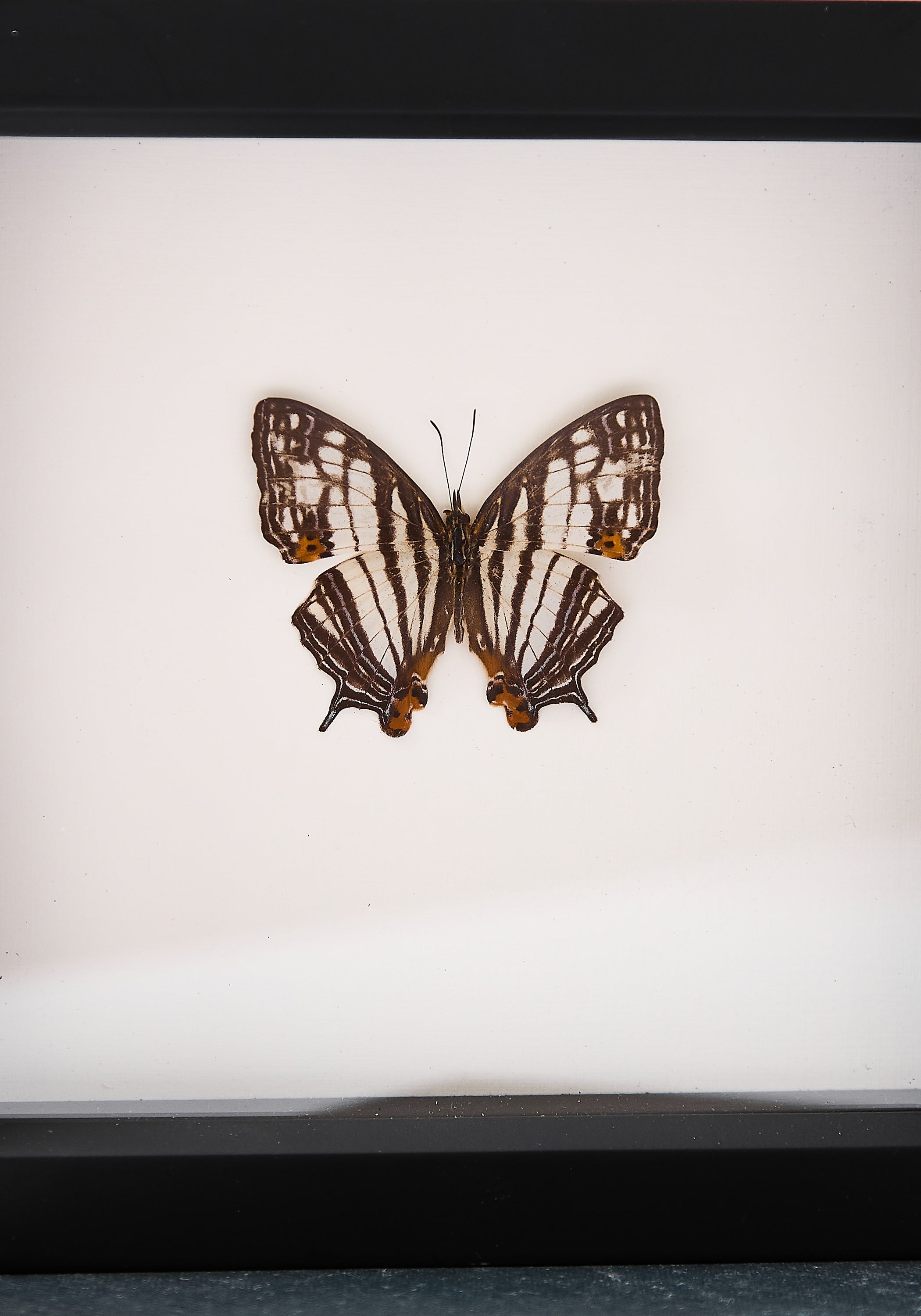 Framed Map Butterfly