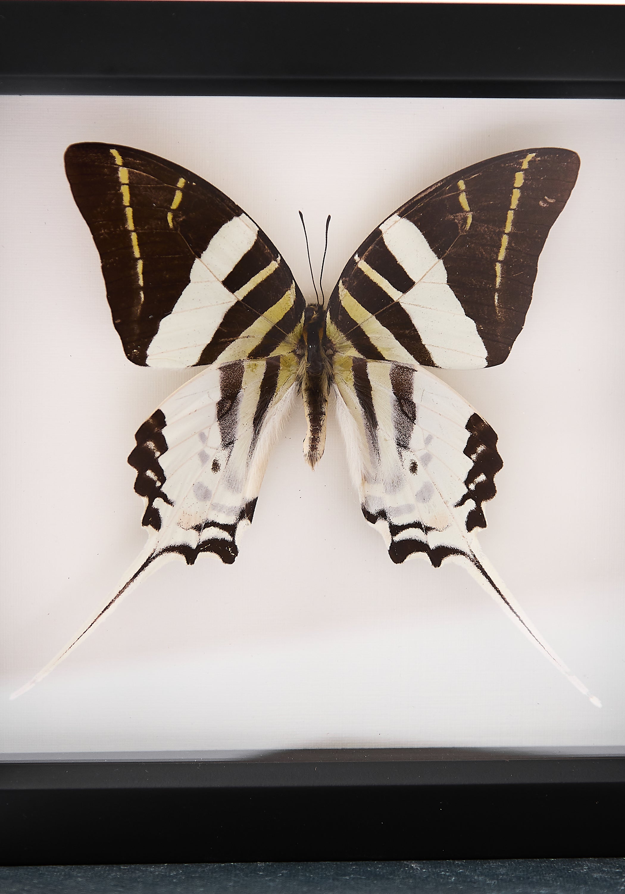Framed Giant Swordtail Butterfly