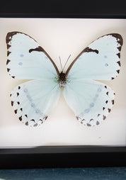 Framed Mint Morpho Butterfly