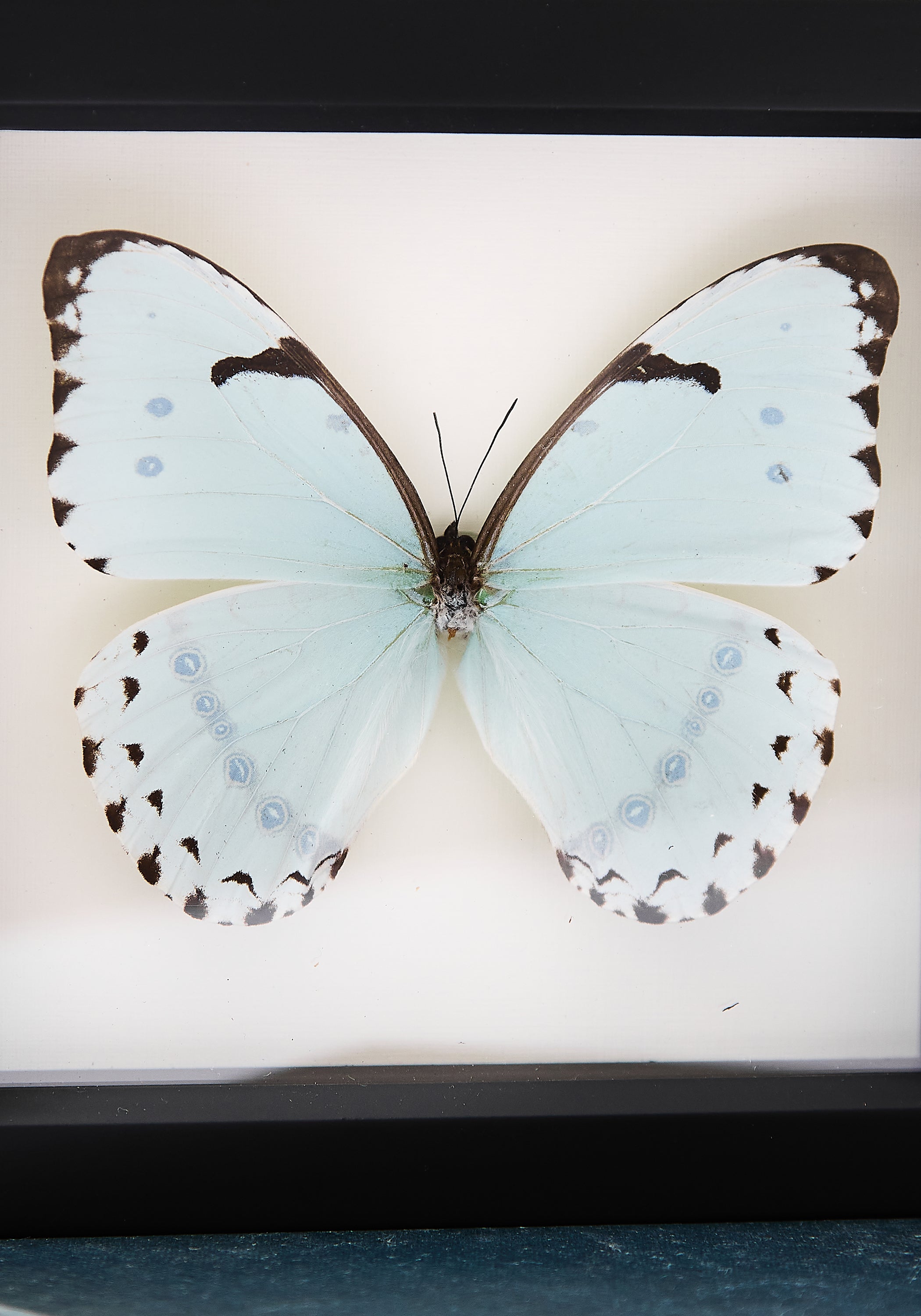 Framed Mint Morpho Butterfly