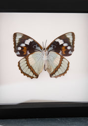 Framed Schrenck's Emperor