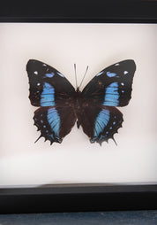 Framed Narrow Lined Butterfly