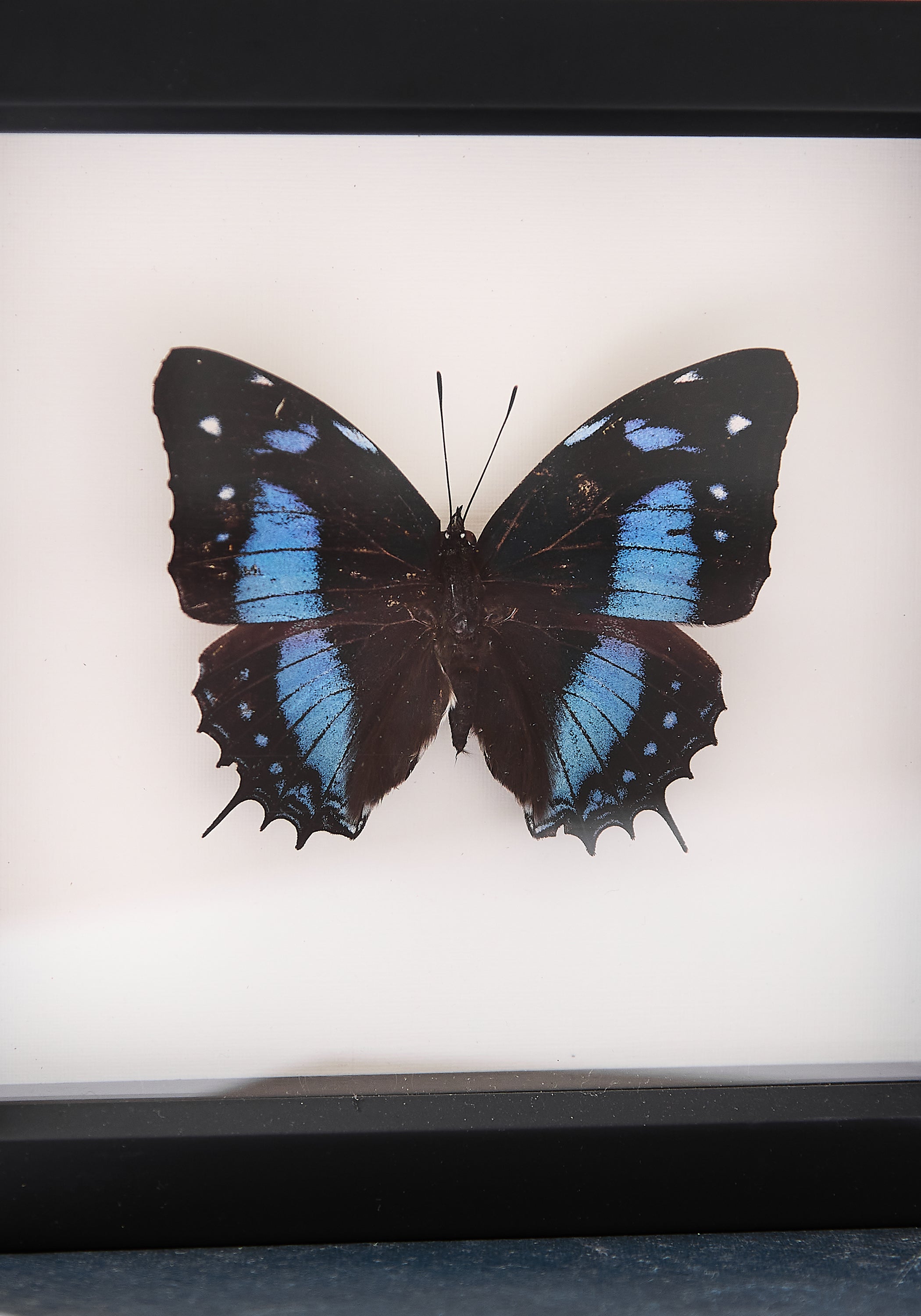 Framed Narrow Lined Butterfly