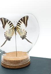 Taxidermy Swordtail Butterfly Globe