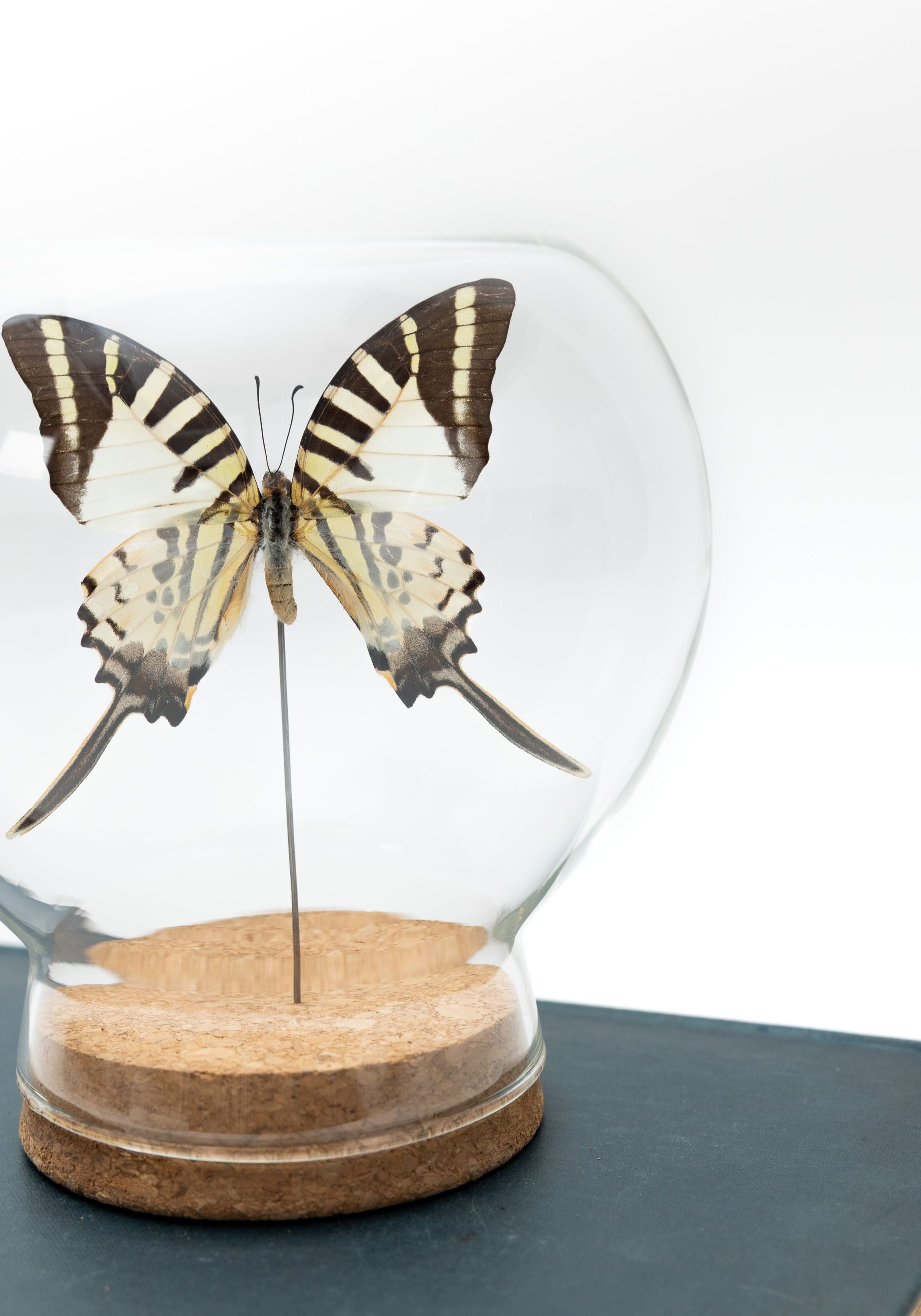 Taxidermy Swordtail Butterfly Globe