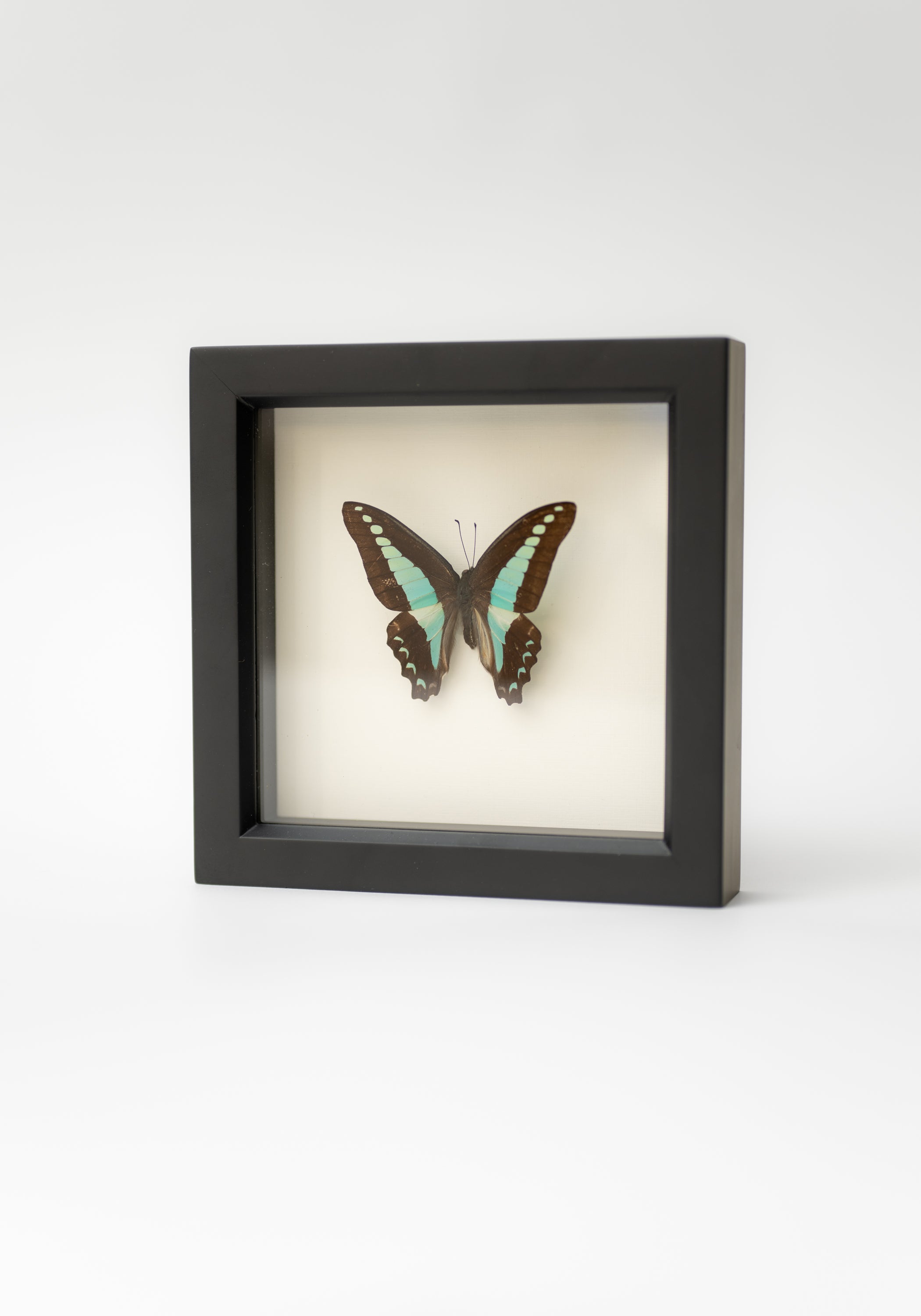 Black Framed Blue Triangle Butterfly - December Thieves
