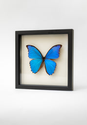 Black Framed Blue Morpho Didius Butterfly - December Thieves