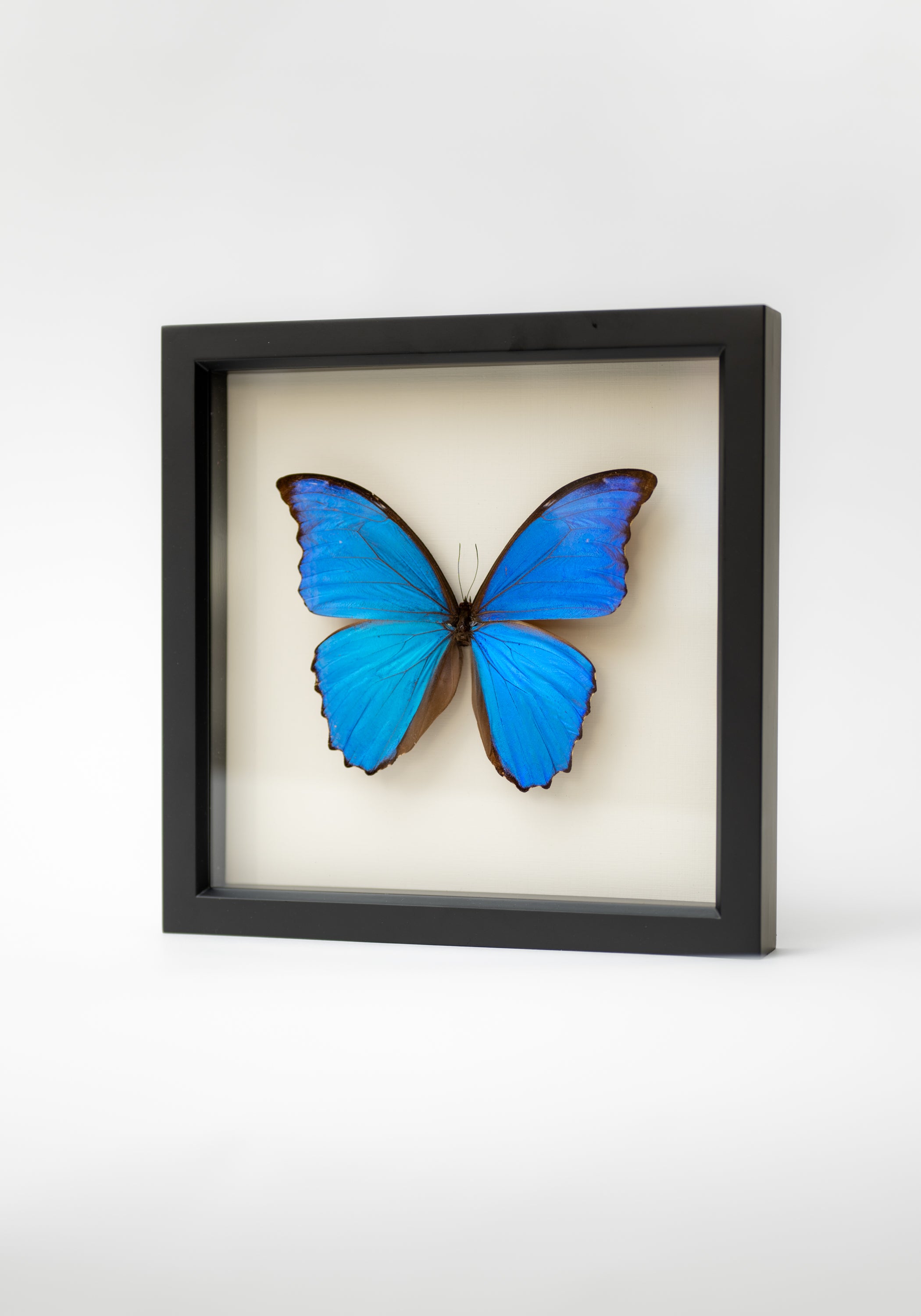 Black Framed Blue Morpho Didius Butterfly - December Thieves