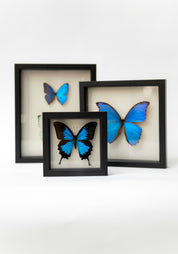 Black Framed Blue Morpho Didius Butterfly - December Thieves