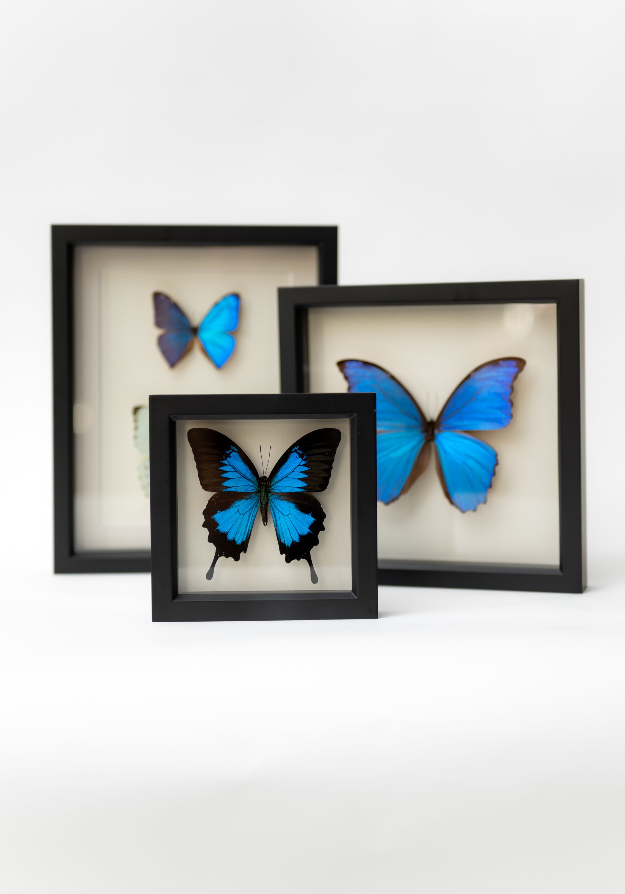 Black Framed Blue Morpho Didius Butterfly - December Thieves