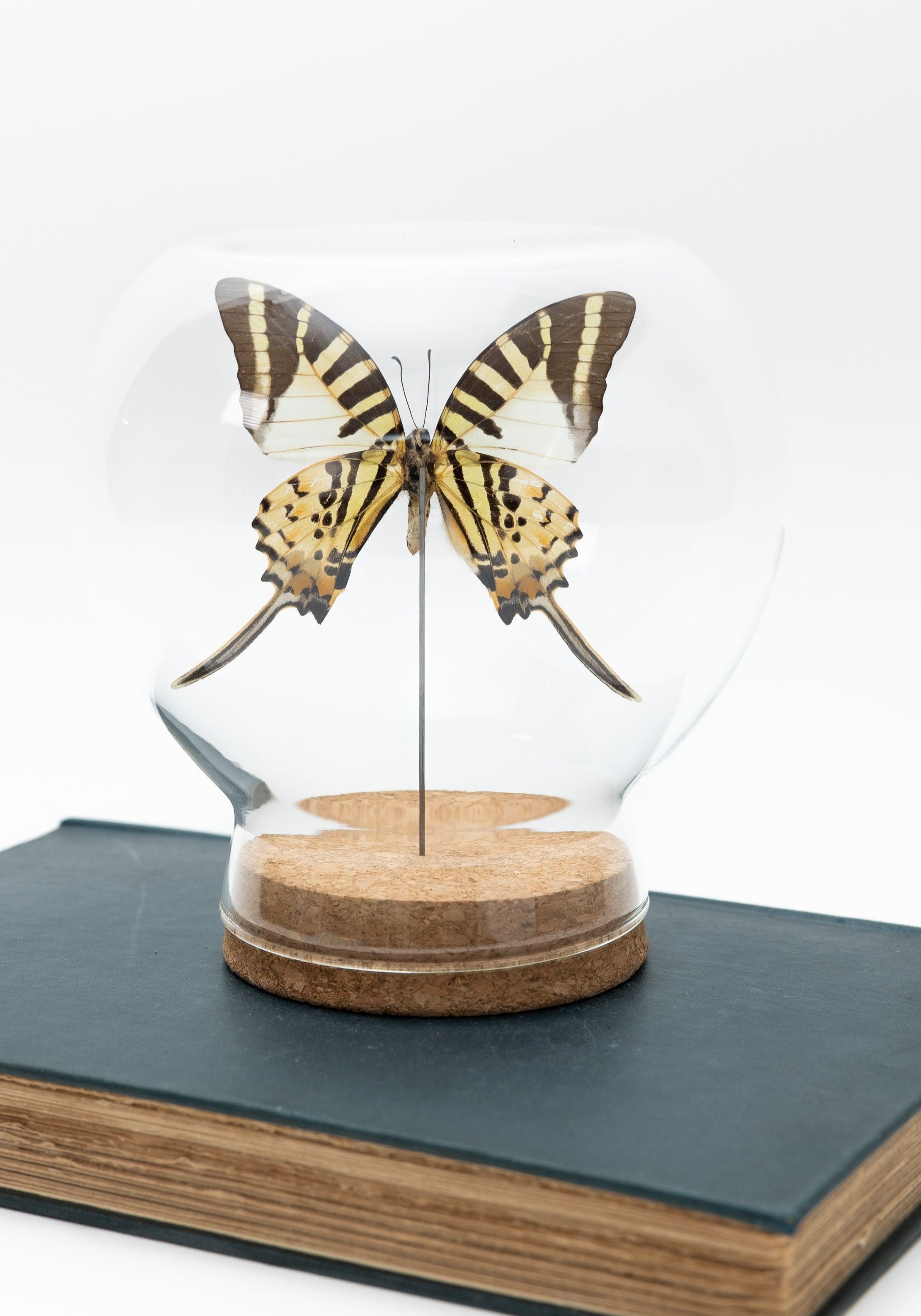 Taxidermy Swordtail Butterfly Globe