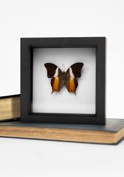 Black Framed Ussher's Palla Butterfly