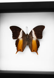 Black Framed Ussher's Palla Butterfly