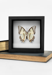 Black Framed Shan Nawab Butterfly