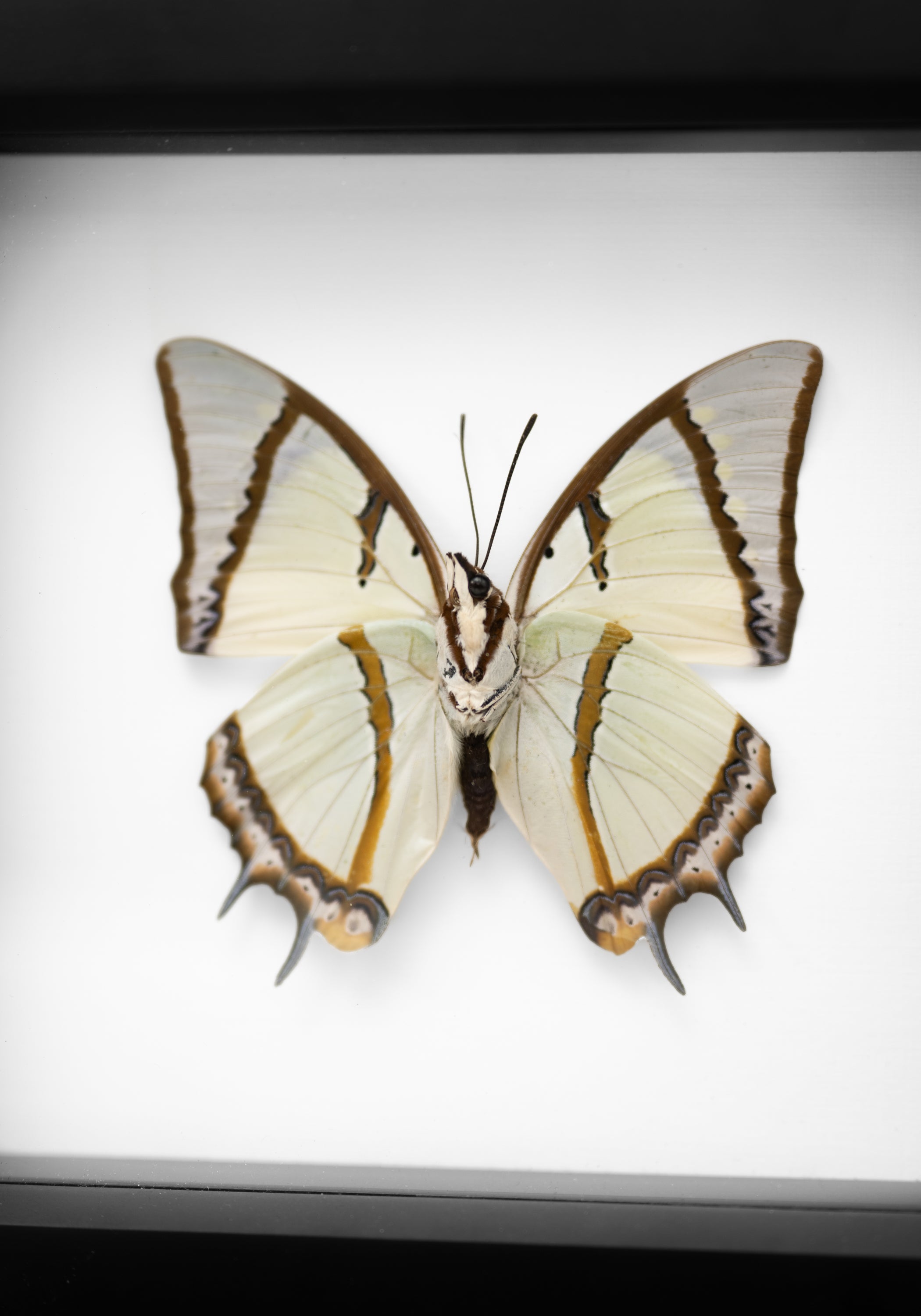 Black Framed Shan Nawab Butterfly