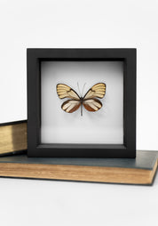 Black Framed Filipino Glassy Tiger Butterfly