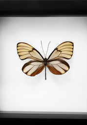Black Framed Filipino Glassy Tiger Butterfly