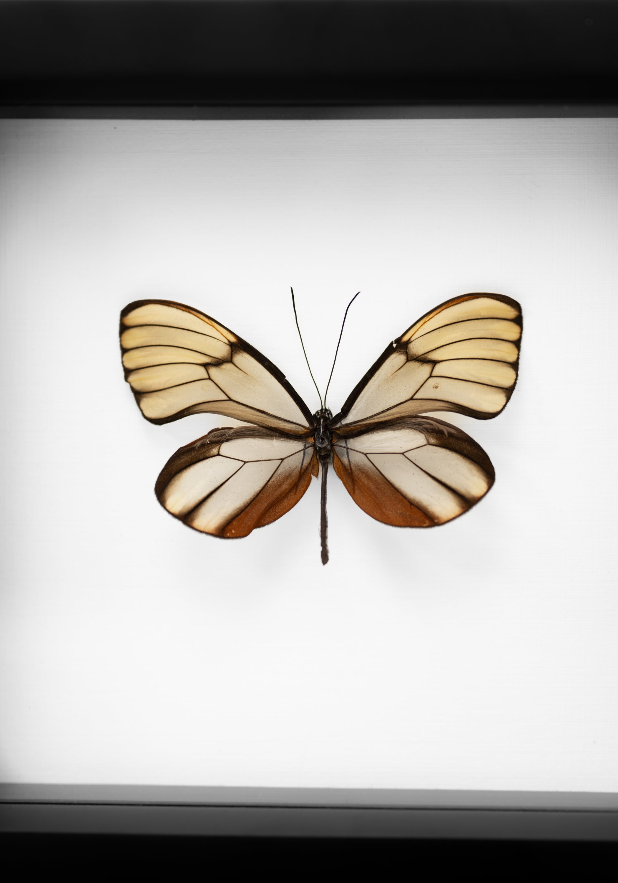 Black Framed Filipino Glassy Tiger Butterfly