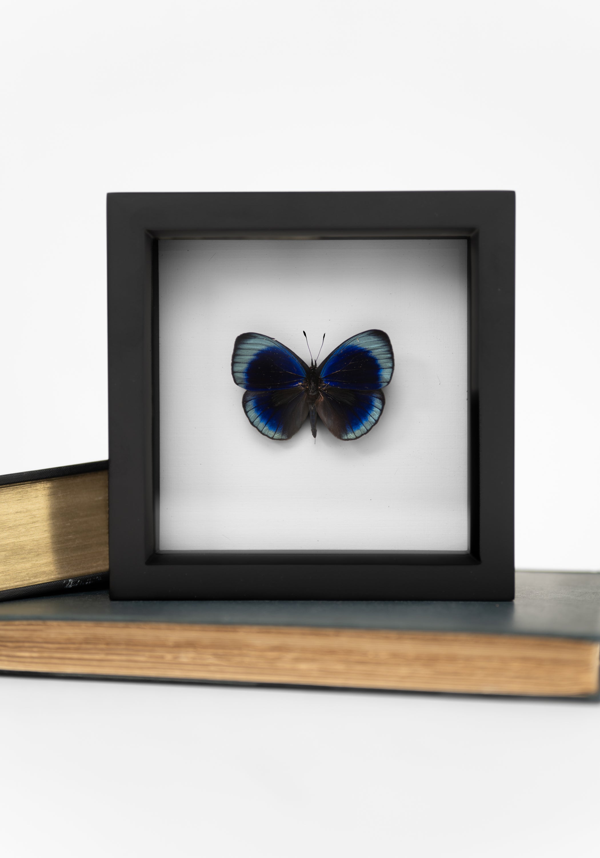 Black Framed Charles Darwin Butterfly