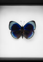 Black Framed Charles Darwin Butterfly