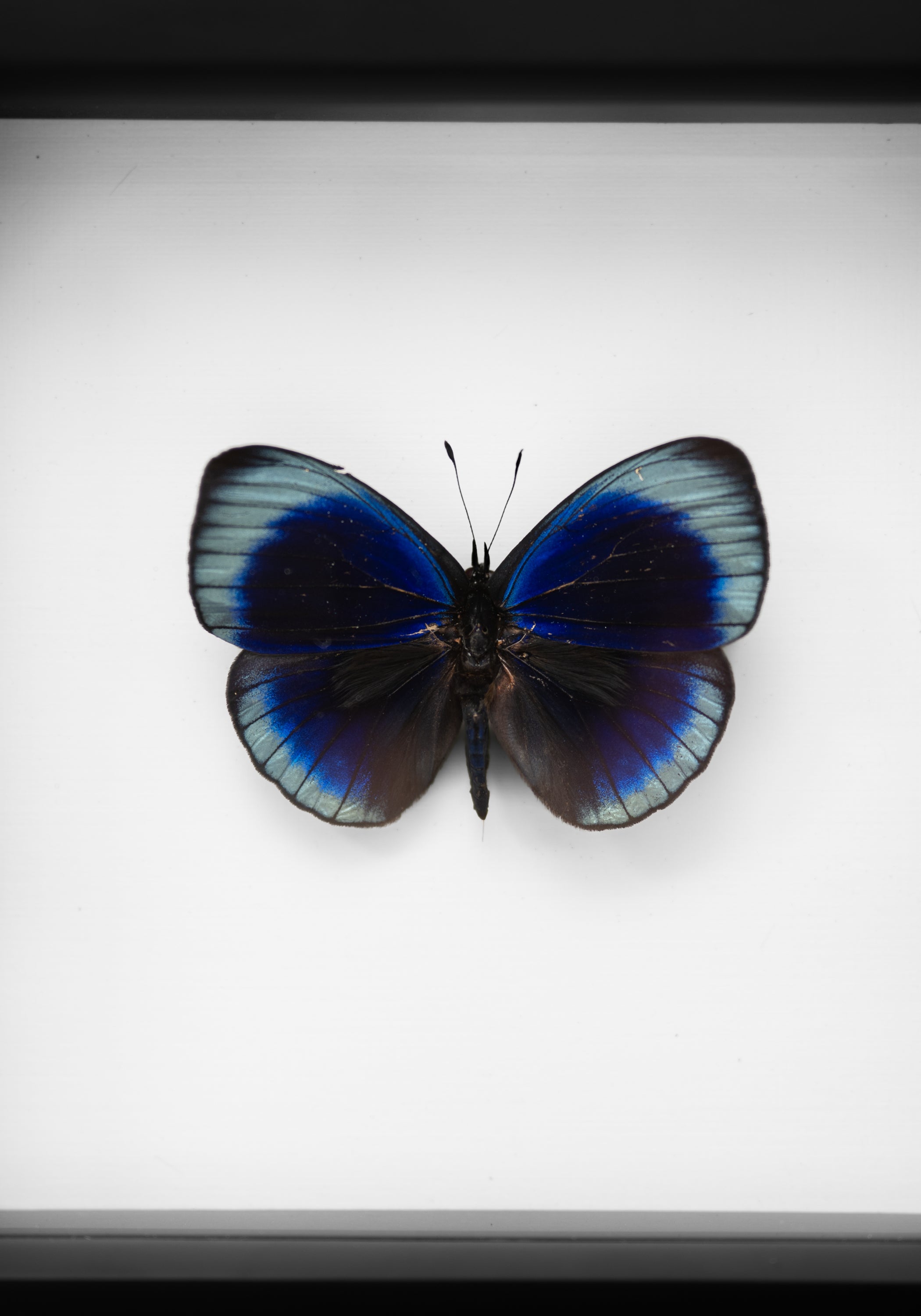 Black Framed Charles Darwin Butterfly