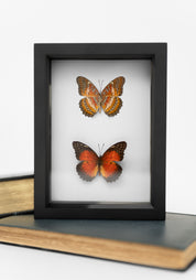 Black Framed Leopard Lacewing Butterfly Collection