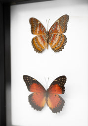 Black Framed Leopard Lacewing Butterfly Collection