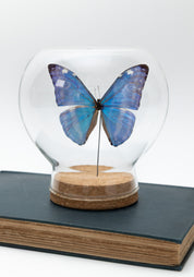 Taxidermy Shiny Blue Morpho Butterfly Globe