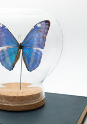 Taxidermy Shiny Blue Morpho Butterfly Globe