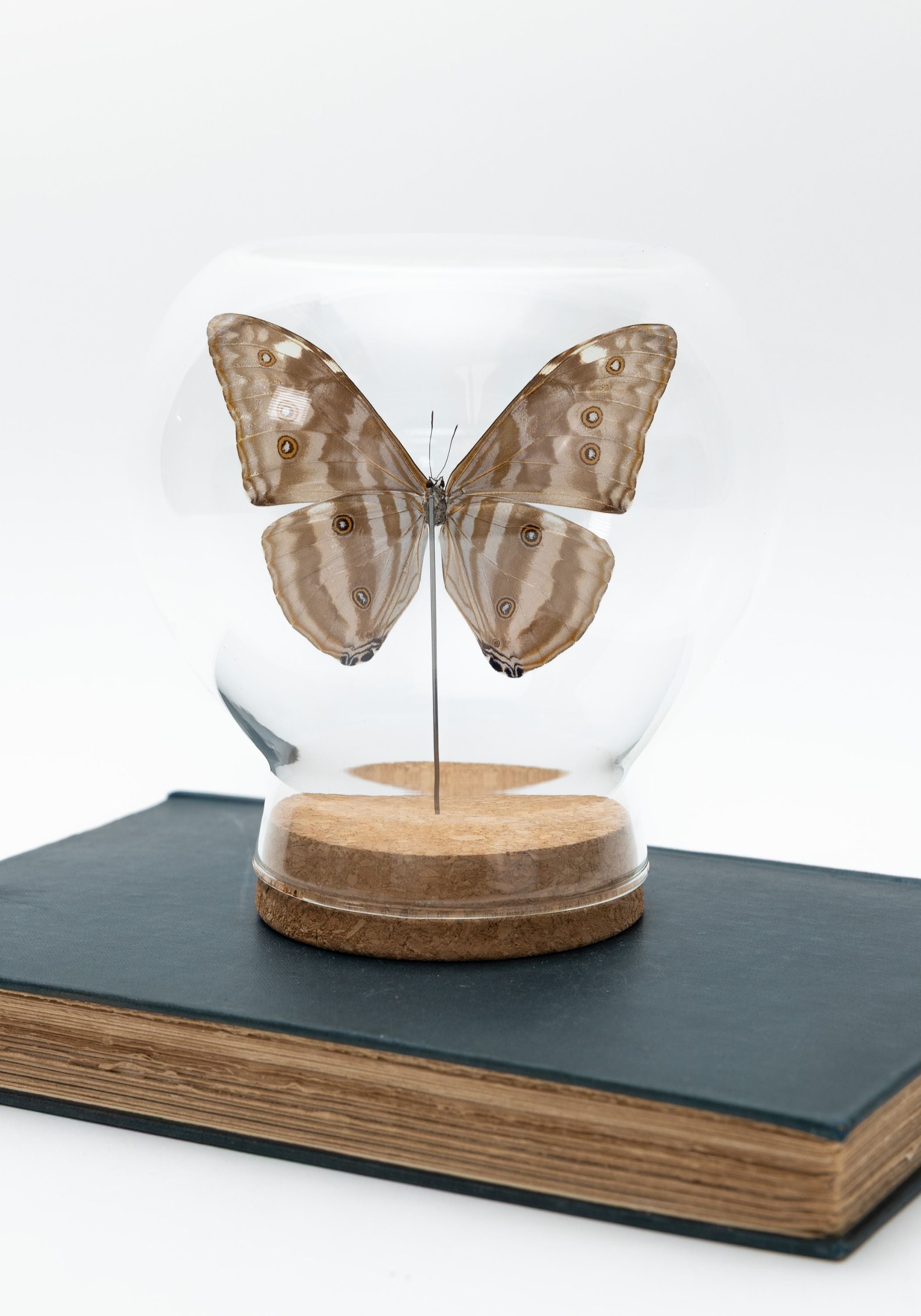 Taxidermy Shiny Blue Morpho Butterfly Globe