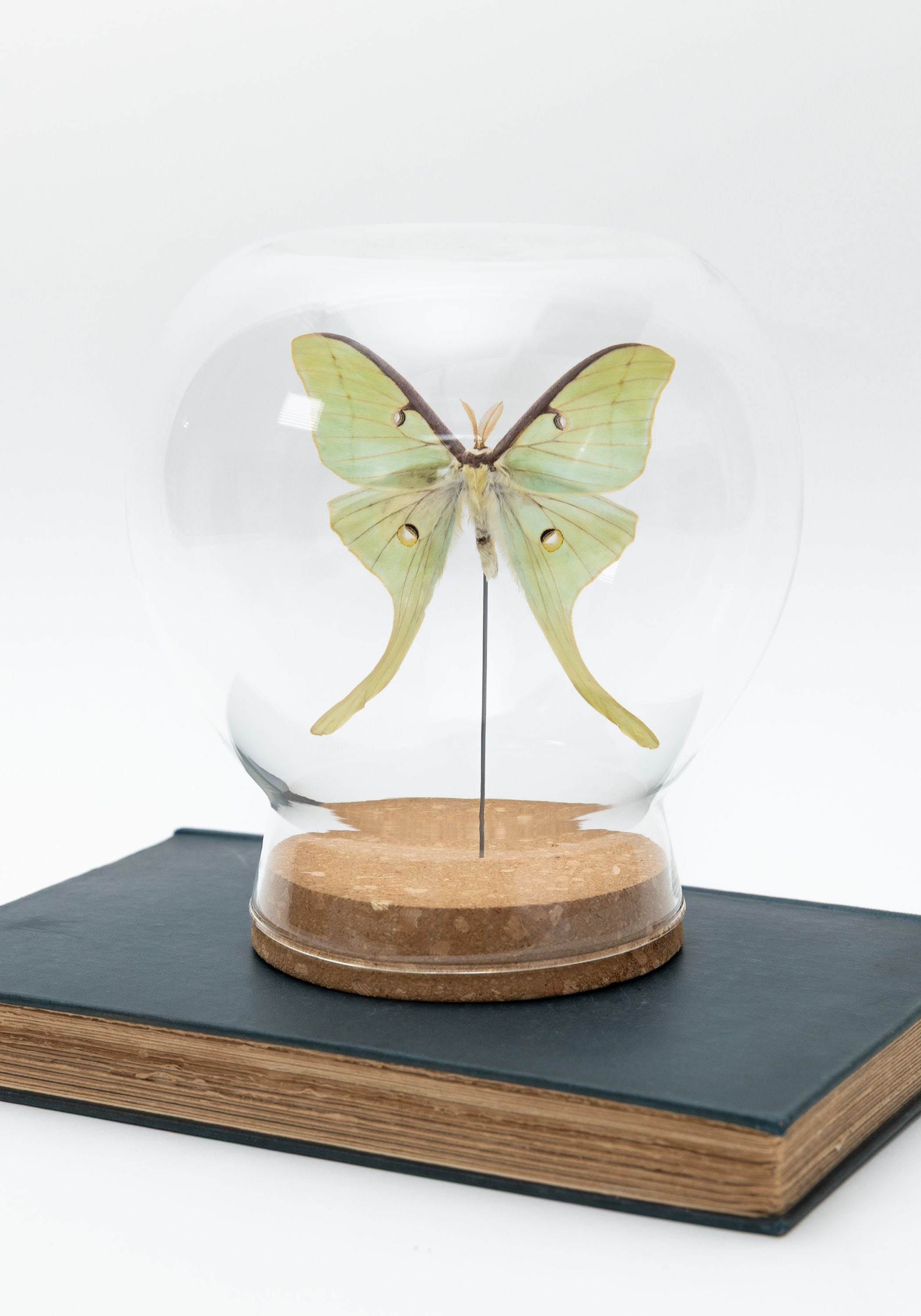 Taxidermy Luna Moth Globe