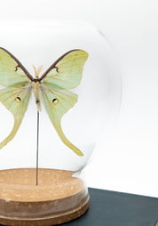 Taxidermy Luna Moth Globe