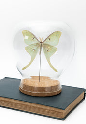 Taxidermy Luna Moth Globe