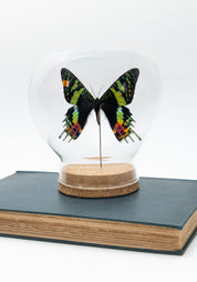 Taxidermy Sunset Moth Globe