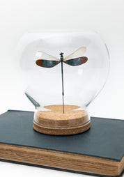 Taxidermy Damselfly Globe