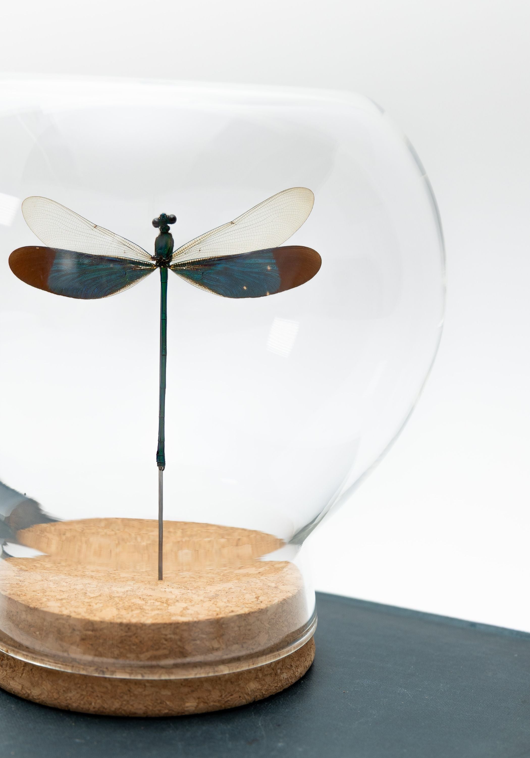 Taxidermy Damselfly Globe