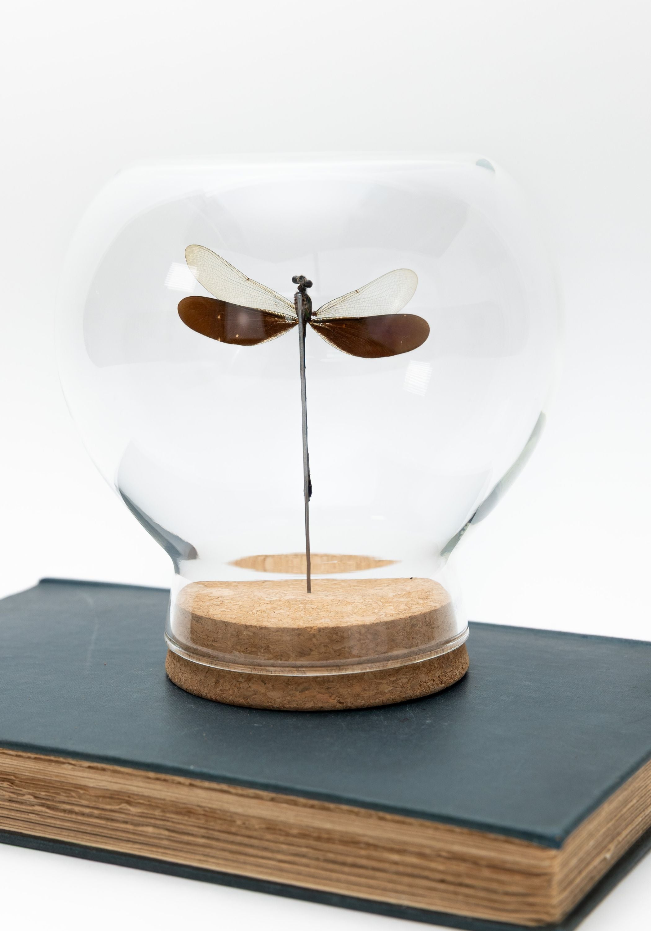 Taxidermy Damselfly Globe