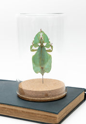 Taxidermy Gray's Leaf Insect Globe