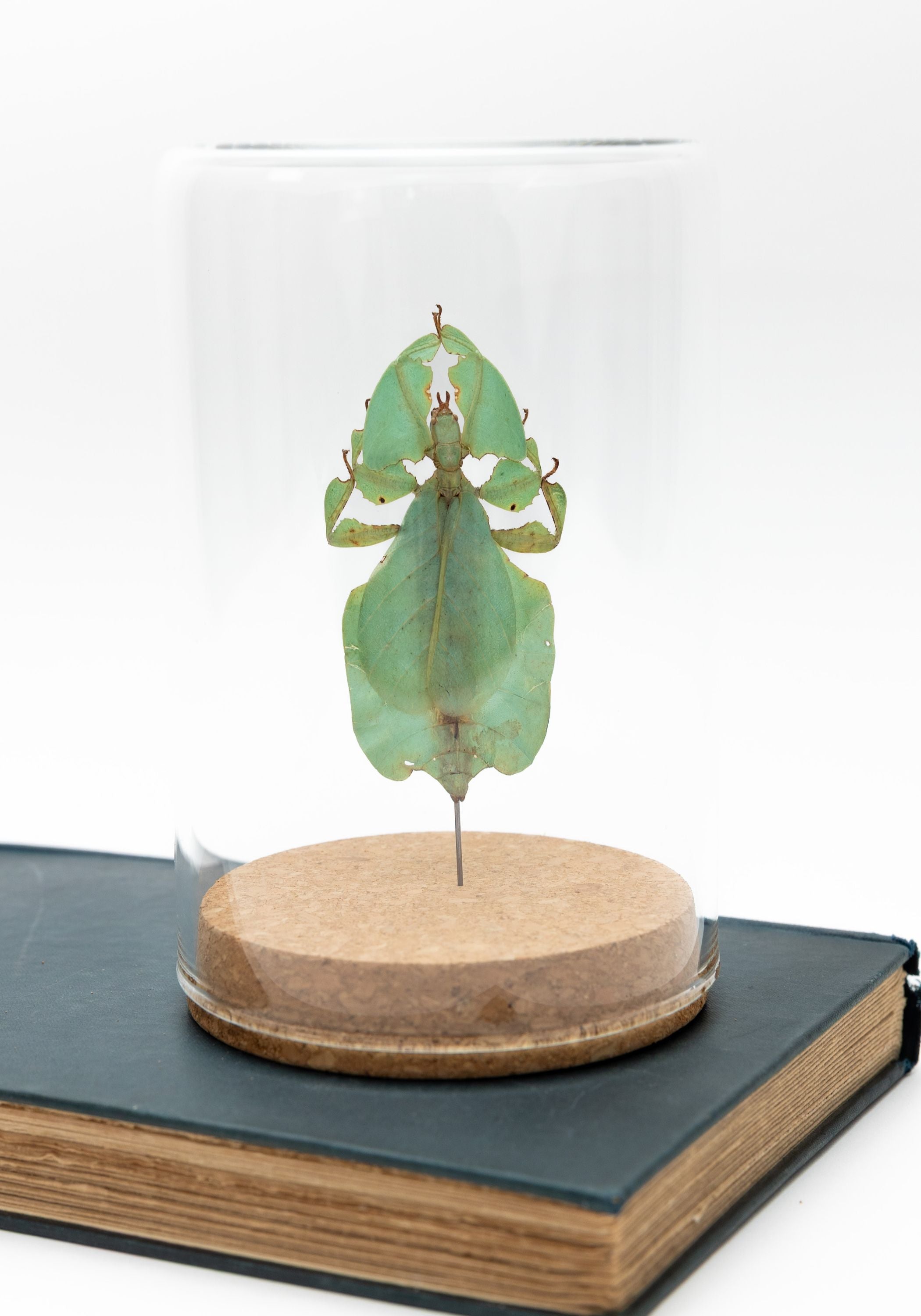 Taxidermy Gray's Leaf Insect Globe
