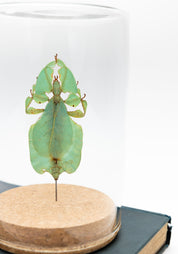 Taxidermy Gray's Leaf Insect Globe