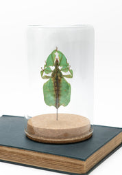 Taxidermy Gray's Leaf Insect Globe