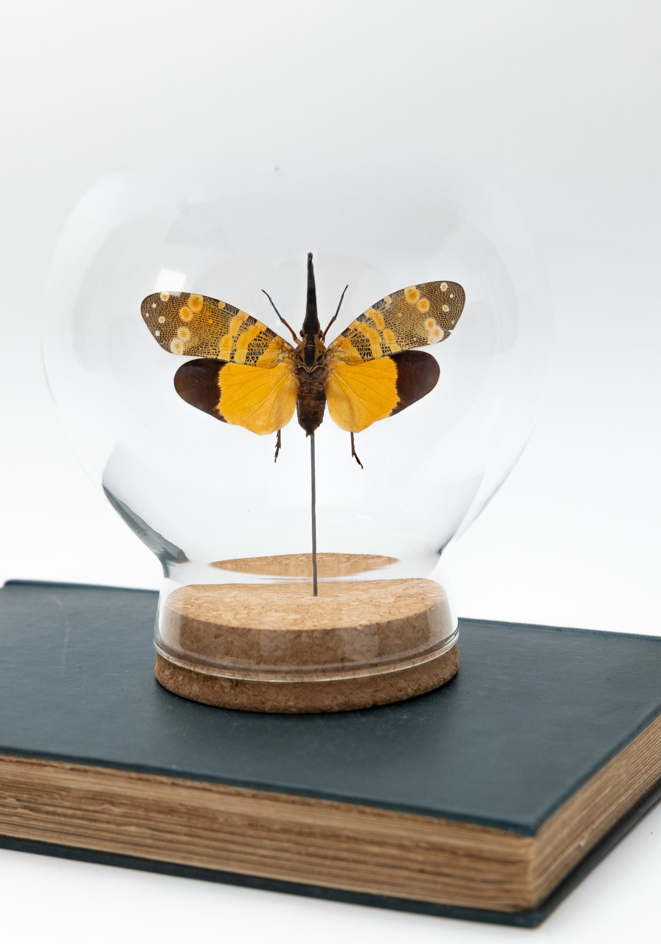 Taxidermy Yellow and Green Lanternfly Globe
