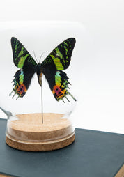 Taxidermy Sunset Moth Globe