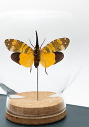 Taxidermy Yellow and Green Lanternfly Globe