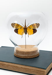 Taxidermy Yellow and Green Lanternfly Globe