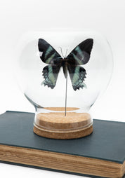 Taxidermy Orontes Day-Flying Moth Globe