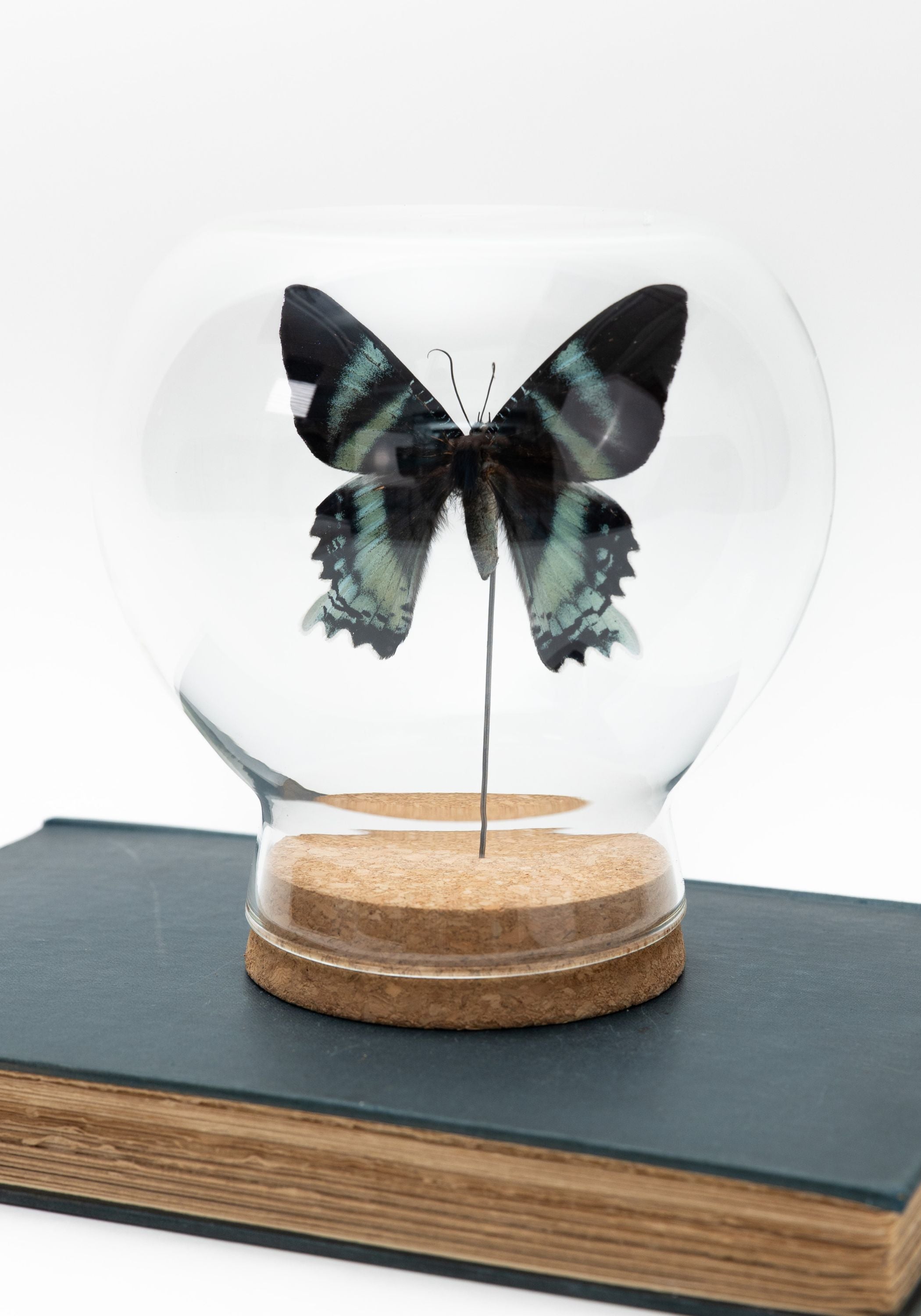 Taxidermy Orontes Day-Flying Moth Globe