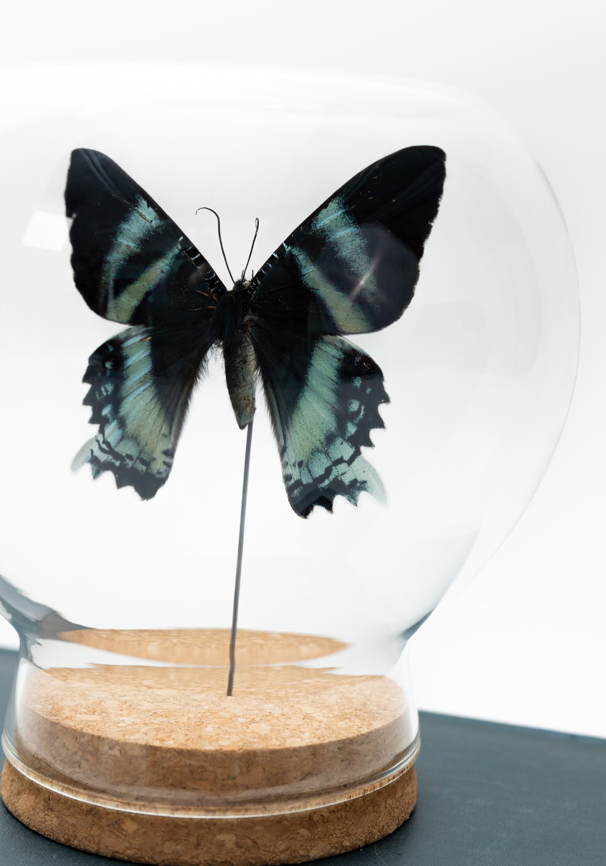 Taxidermy Orontes Day-Flying Moth Globe